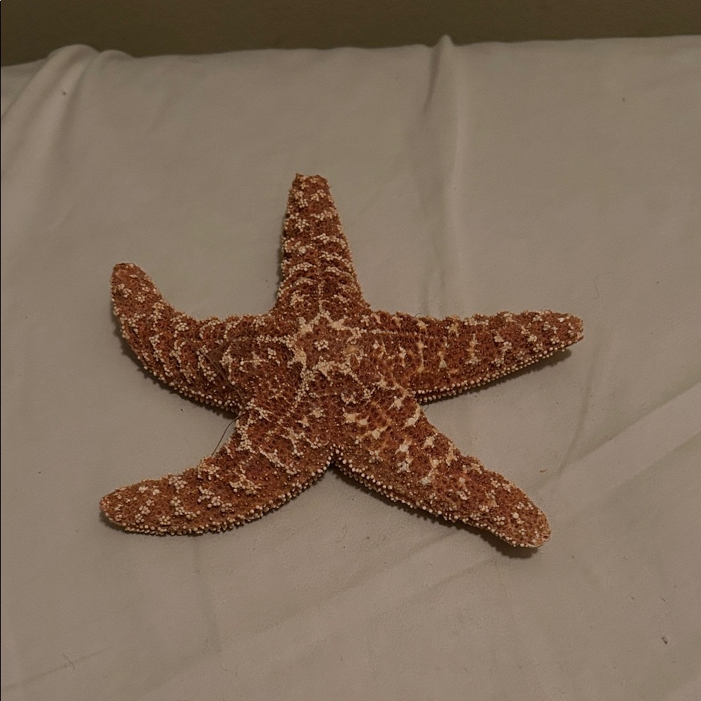 Starfish - Picture 1 of 2
